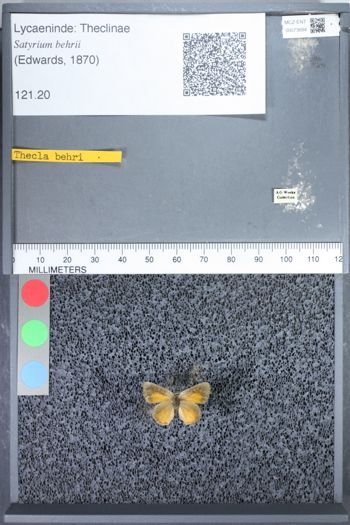 Media type: image;   Entomology 73684